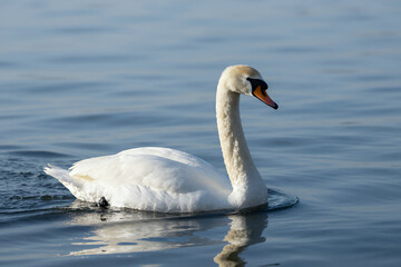 Obraz premium Elegant White Swan Gracefully Swimming on Calm Blue Water Surface with Soft Ripples and Natural Reflection in Serene Outdoor Environment