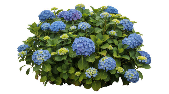 Blue hydrangea flowers with green leaves on white background isolated on a transparent background