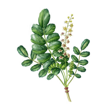 tissue culture philodendron Philodendron Billietiae Variegated (Tissue Culture) – Rare Foliage Plant Co main image 1