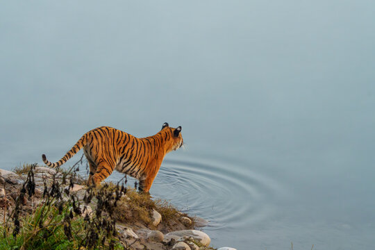 Bengal tiger (Panthera tigris tigris) standing at edge of river, Jim Corbett National Park, Uttarakhand, India. Endangered.  Endangered.