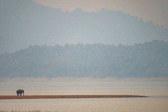  Asian elephant (Elephas maximus) standing at water's edge in hazy light, Jim Corbett National Park, Uttarakhand, India. Endangered.  Endangered.