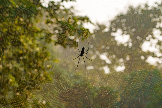Spider in the middle of web in forest in evening light, Tadoba Andhari Tiger Reserve, Tadoba National Park, Maharashtra, India. 