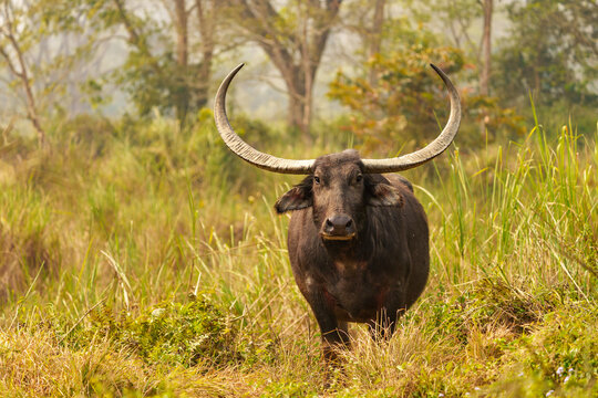 Asiatic buffalo (Bubalus arnee) portrait, Jim Corbett National Park, Uttarakhand, India. 