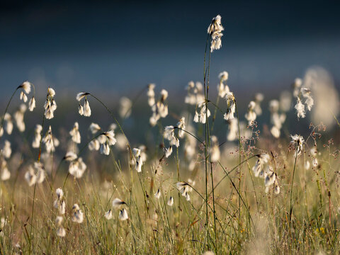 Cotton grass (Eriophorum angustifolium) and Quaking grass (Briza media) in sunlight, Upper Bavaria, Germany. June. 