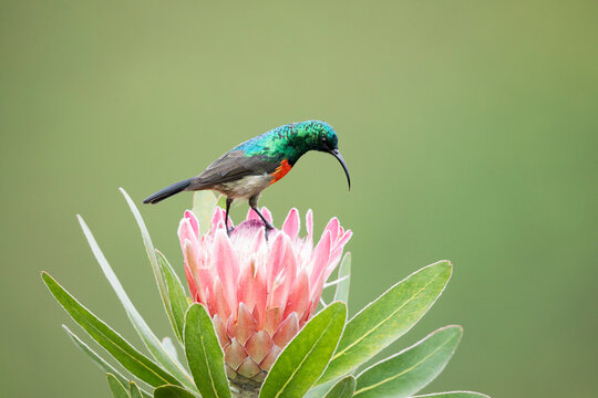 Greater doublecollared sunbird (Nectarinia afra) perched on Sugarbush (Protea repens) flower, Garden Route National Park, Western Cape Province, South Africa. 