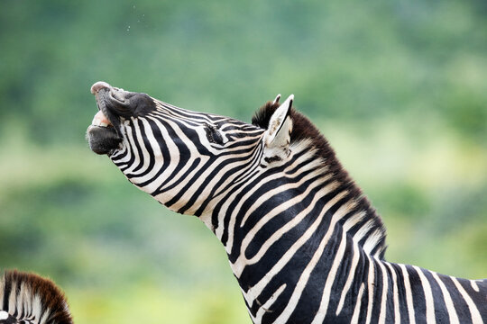 Plains zebra (Equus quagga) displaying Flehman response, head portrait, Addo Elephant National Park, Eastern Cape Province, South Africa. 