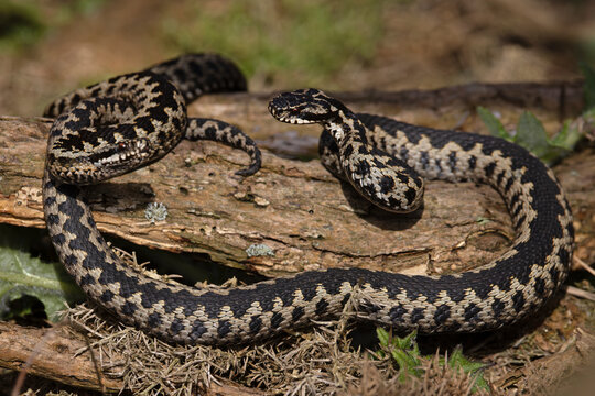 Two Adder (Vipera berus) males, fighting, Suffolk, England, UK. April. 