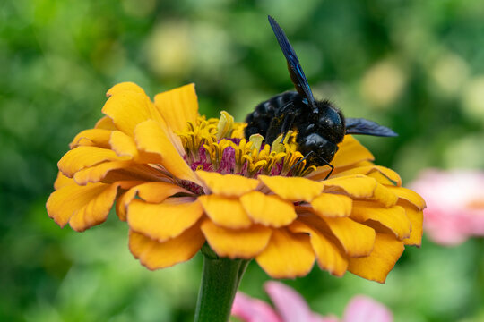 Violet carpenter bee (Xylocopa violacea) feeding on pollen on a garden flower, Lucerne, Switzerland. August. 