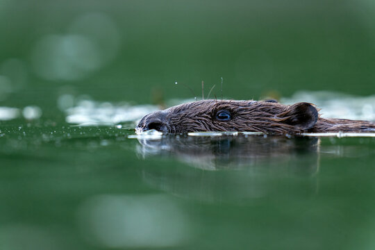 Eurasian beaver (Castor fiber) swimming in a pond, Thurgau, Switzerland. July. 