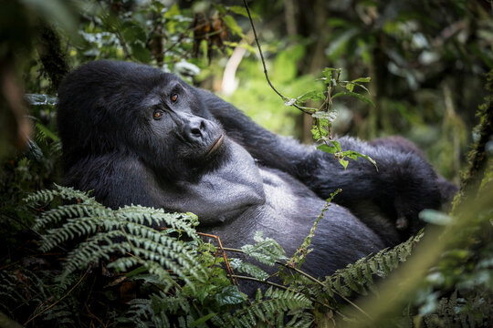 Mountain gorilla (Gorilla beringei beringei) silverback, resting among dense forest understory, Bwindi Impenetrable Forest, Uganda. Endangered. 
