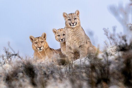 Puma (Puma concolor) female, with two cubs aged 6-7 months, sitting alert on a frosty morning, Torres del Paine National Park / Estancia Amarga, Patagonia, Chile. 