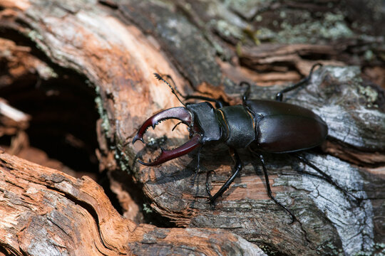 European stag beetle (Lucanus cervus) male, on a dead branch, Isere, France. June. 