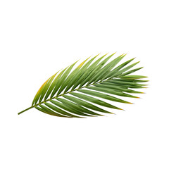Fototapeta premium Green Palm Leaf with Yellow Tips on Transparent Background isolated on a transparent background