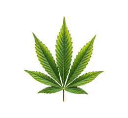 Green Leaf with Yellow Edges on Transparent Background isolated on a transparent background