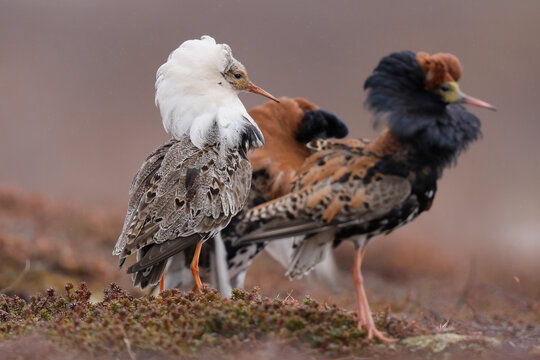 Two Ruff (Calidris pugnax) males displaying at lekking site, Varanger, Norway. June. 