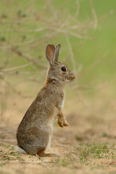 European rabbit (Oryctolagus cuniculus) sitting on hind legs, alert, La Rioja, Spain. April. 