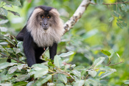 Lion-tailed macaque (Macaca silenus) male, sitting in tree, Valparai, Tamil Nadu, India. Endangered. 