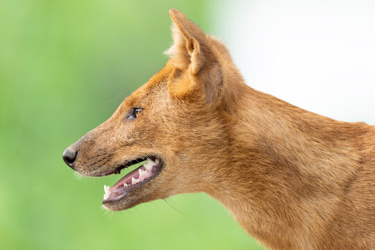Dhole (Cuon alpinus) head portrait, Kabini, Nagarhole National Park, Karnataka, India. Endangered. 