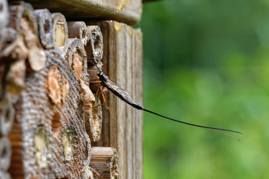 Ichneumon wasp (Ephialtes manifestator) female, visiting an insect hotel investigating potential hosts nests of solitary wasps and bees, Wiltshire, England, UK. August. 