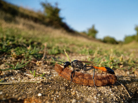 Red-banded sand wasp (Ammophila sabulosa) dragging paralysed caterpillar prey to its nest, food for its larvae, Dorset, England, UK. August. 