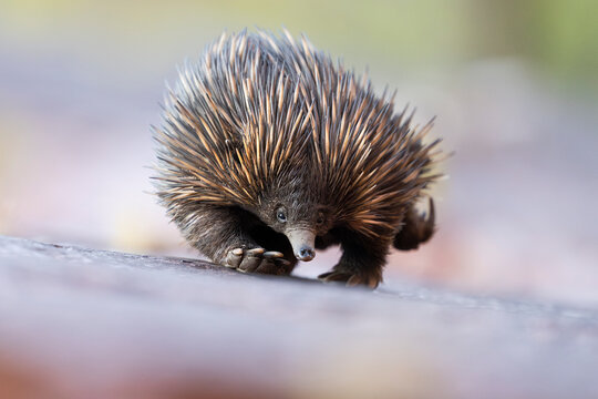 Short-beaked echidna (Tachyglossus aculeatus) returning to its daytime den, Adelaide River Hills, Australia. 