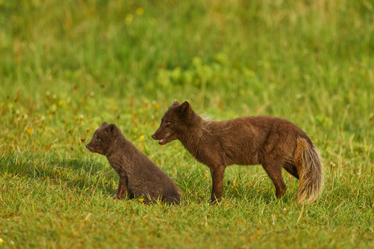 Two Arctic fox (Vulpes lagopus) cubs aged 6 weeks, blue morph in summer coat, in grassland at public campsite, Hornvik, Iceland. July. 