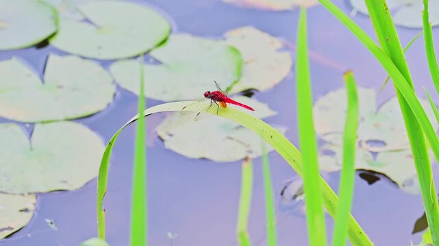扇　大型　中国画　蓮の花とトンボ トンボと蓮の花 写真素材 [2641499] - フォトライブラリー