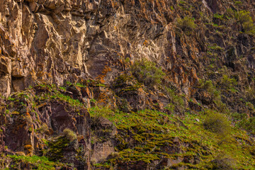 Fototapeta premium Rugged rock face adorned with vibrant moss and various low-lying plants in a serene mountainous landscape. Daylight highlights the textures and wild beauty of nature.
