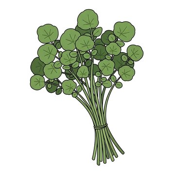 Bunch of Fresh Green Pilea Peperomioides Plants.