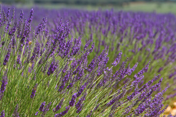 Lavender fields in Brihuega, in the province of Guadalajara, Spain.