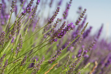 Obraz premium Lavender fields in Brihuega, in the province of Guadalajara, Spain.