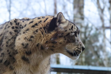 Obraz premium Close-up profile of a snow leopard with distinctive spotted fur in a natural habitat