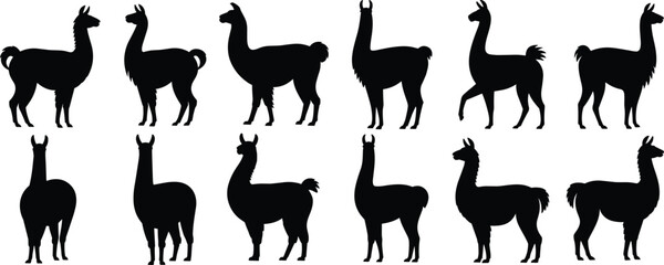 Silhouette set of llamas standing and walking in various poses on white background Keywords: llama, silhouette, animal, mammal © Shakila