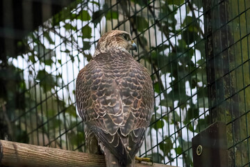 Fototapeta premium Majestic falcon perched on a wooden branch, looking alertly to the side behind a fence