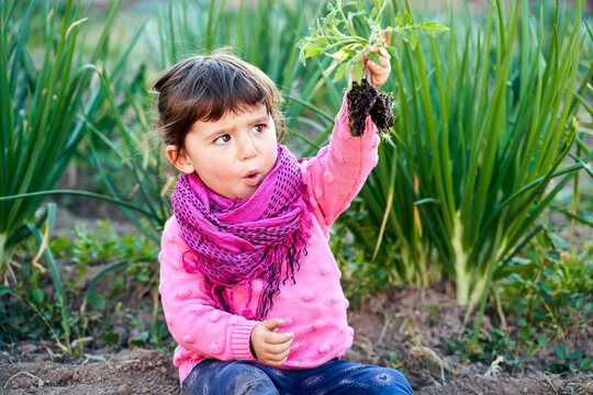 Portrait of toddler girl in the garden looking at small tomato plant in her hand