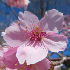 日本で春にカワヅザクラがピンク色の花を咲かせています