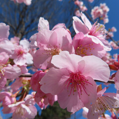 日本で春にカワヅザクラがピンク色の花を咲かせています