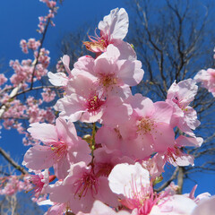 日本で春にカワヅザクラがピンク色の花を咲かせています