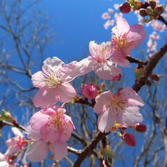 日本で春にカワヅザクラがピンク色の花を咲かせています
