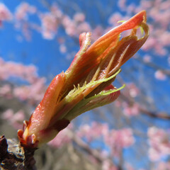日本で春にカワヅザクラがピンク色の花を咲かせています