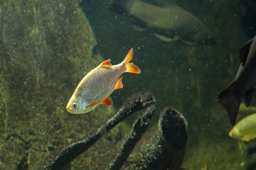 A single roach fish swims in murky water with other fish in the background © Діма Осташук