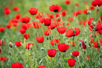 Naklejka premium Poppies in a Meadow