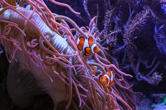 Two clownfish swim among the tentacles of a vibrant pink sea anemone in a dark blue ocean environment