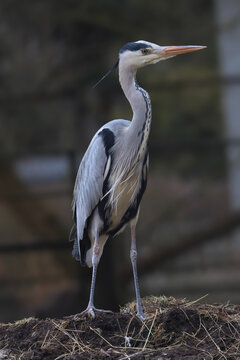 A majestic grey heron stands tall on a mound of earth, its plumage detailed and sharp