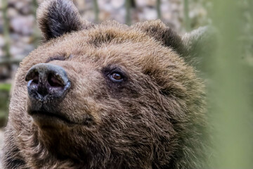 Close-up portrait of a brown bear's face with detailed fur texture and intense eyes © Діма Осташук