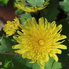 日本で春にノゲシが黄色い花を咲かせています