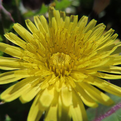 日本で春にノゲシが黄色い花を咲かせています