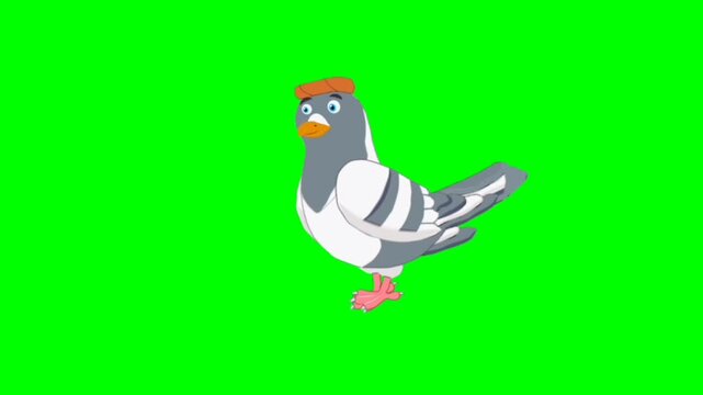 vector illustration of a cartoon bird. Dove walking character. Bird walker character. Walking cartoon character with green screen video animation with chroma key. Dove green screen video.