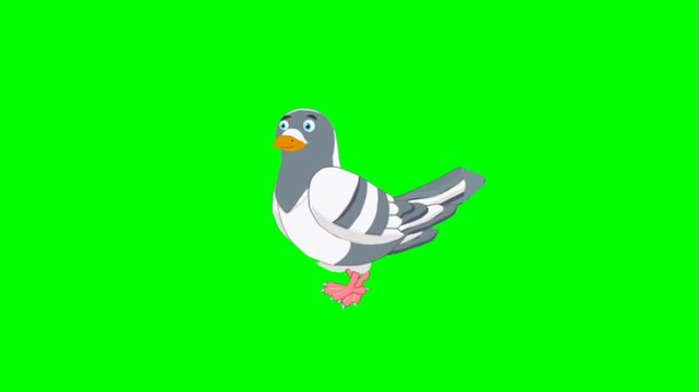 vector illustration of a bird. Dove walking character. Bird walker character. Walking cartoon character with green screen video animation with chroma key. Dove green screen video.