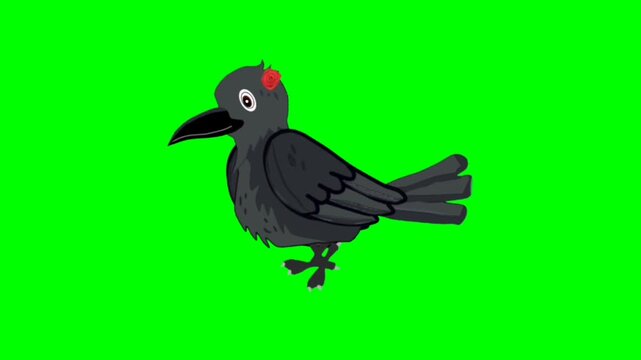 Black Crow walking character. Animal walker character. Walking cartoon character with green screen video animation with chroma key. Bird green screen video.